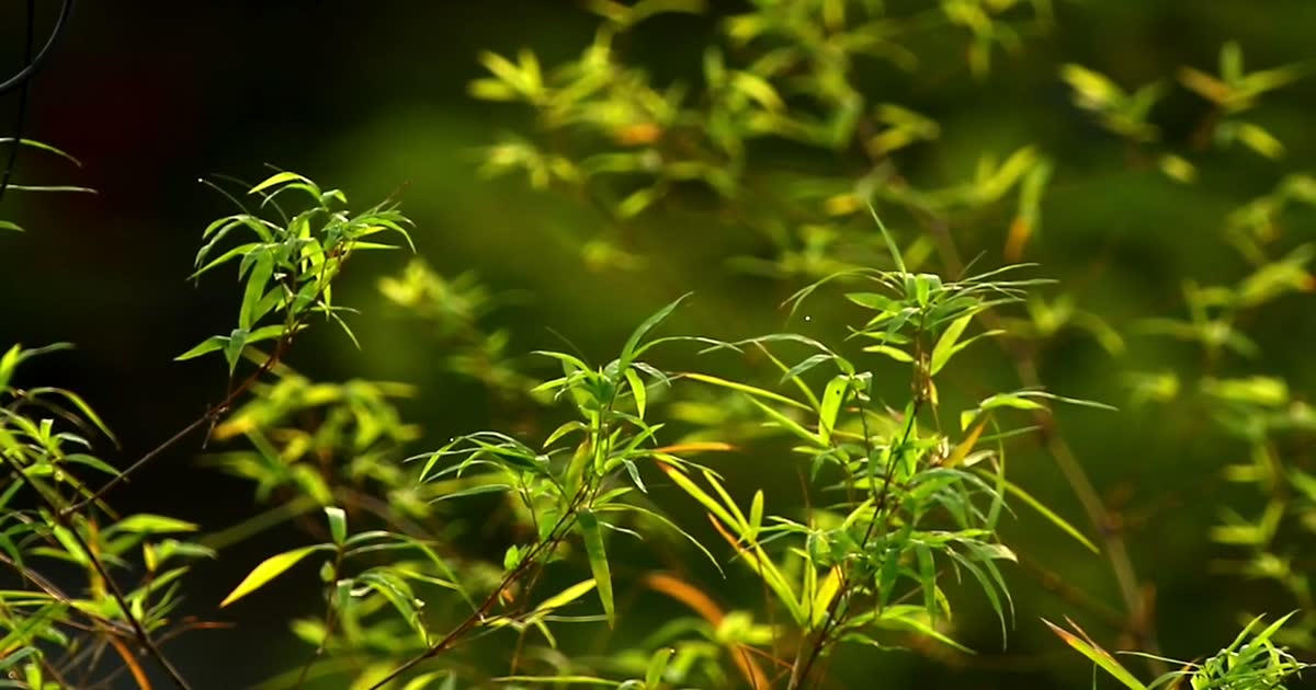 竹林 Bamboo Grove