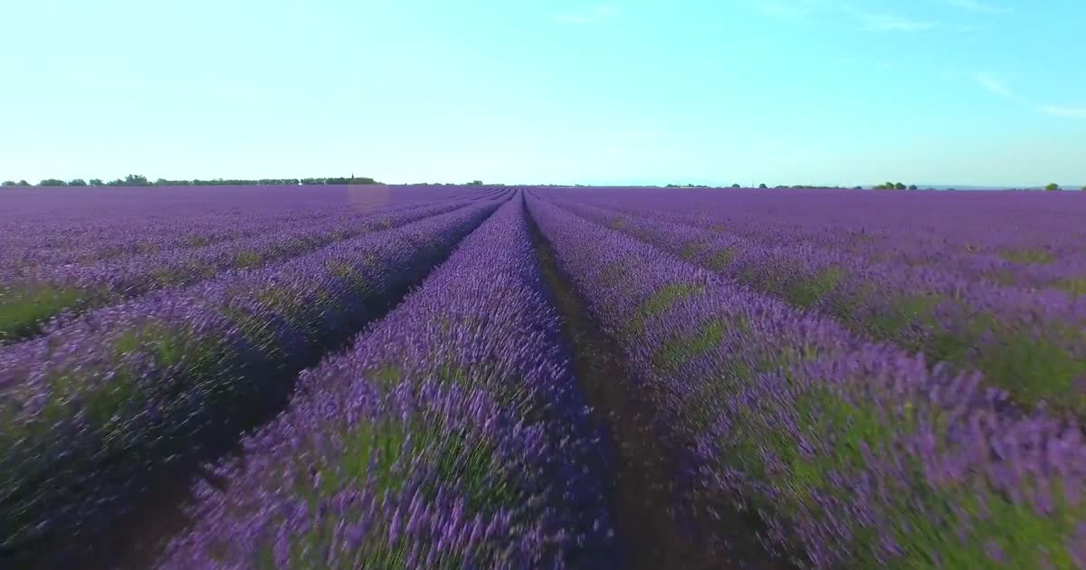 薰衣草 Lavender Field