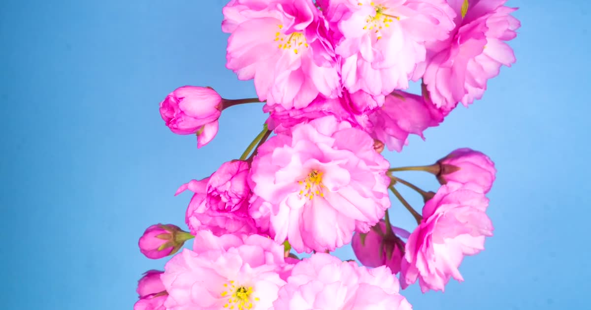 樱花 Sakura