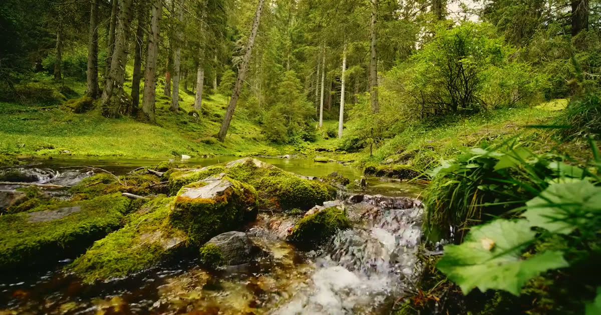 溪流 Stream